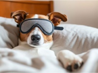 Independent Directors – A Sleeping Watchdog?